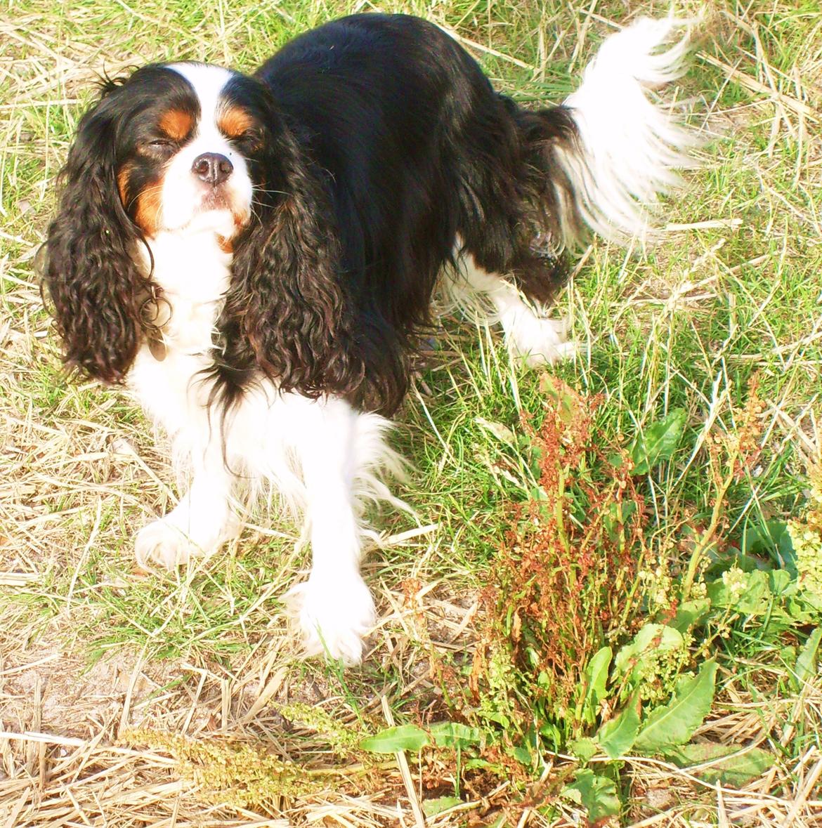 Cavalier king charles spaniel Molly - Molly i Blåvand 2010 billede 6