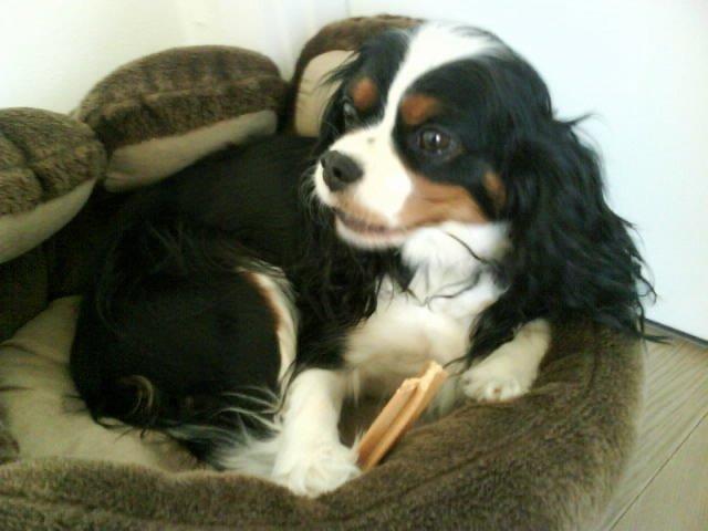 Cavalier king charles spaniel Molly - Molly får sig en dentastix 2008 billede 4