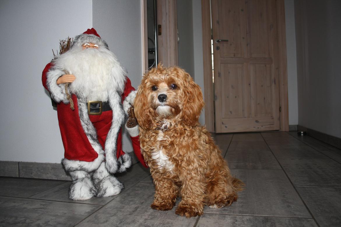 Blanding af racer (Cavoodle) Nuggi  - Nuggi ved siden af vores lille julemand (2012) billede 1