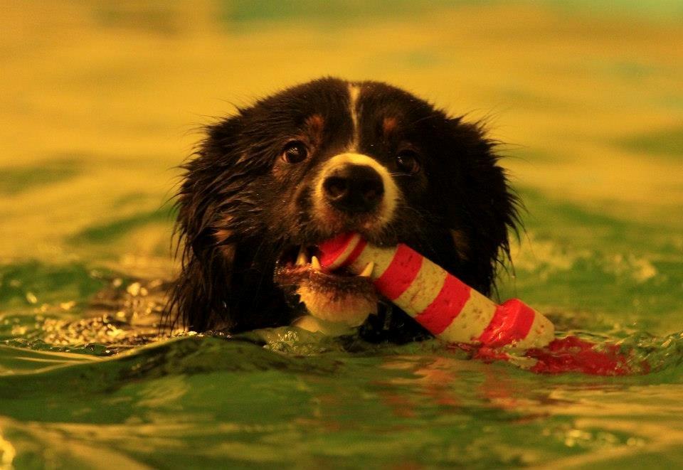 Border collie Satu (Hummelhund) billede 22