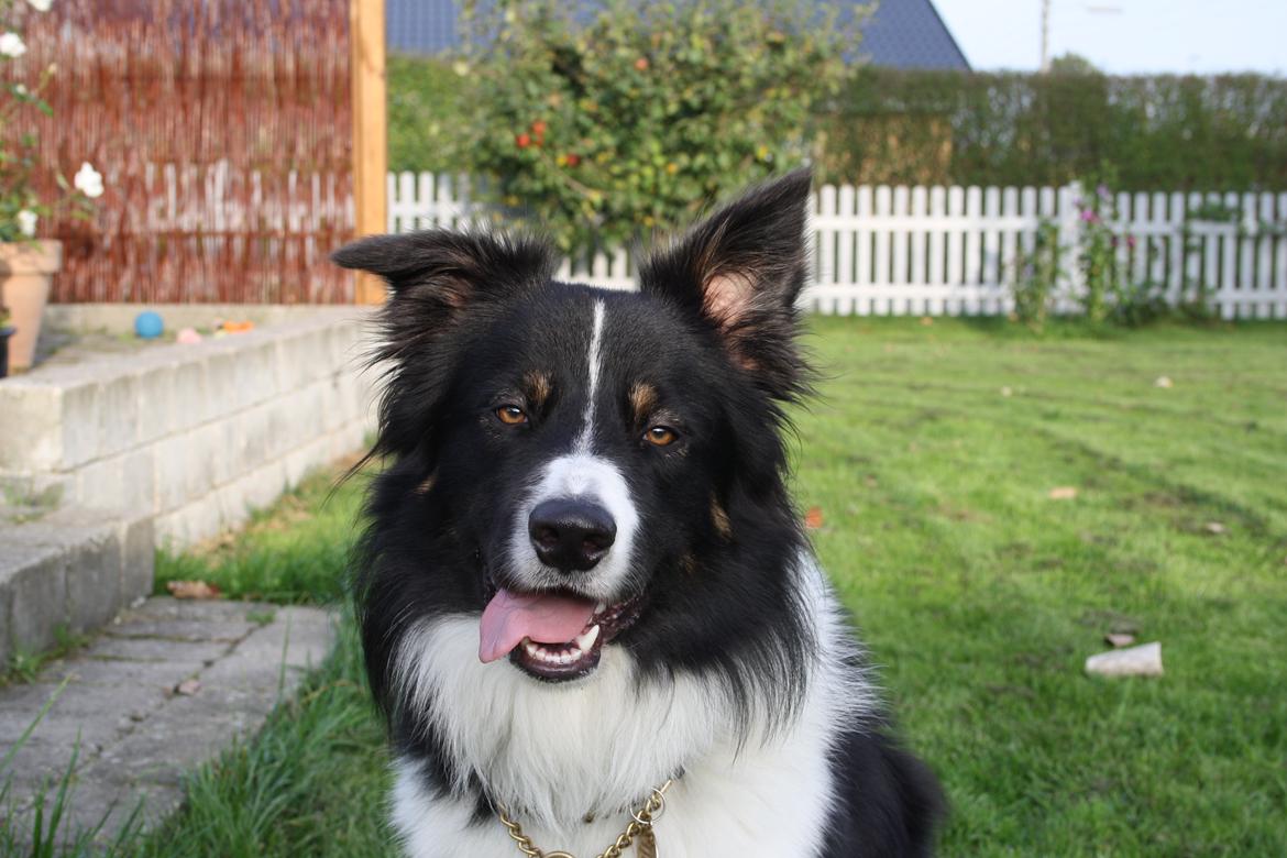Border collie Satu (Hummelhund) billede 28