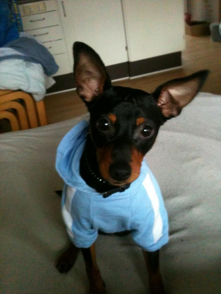 Dvaergpinscher Lady - Her har jeg min nye blå hættetrøje på. :-)  billede 8