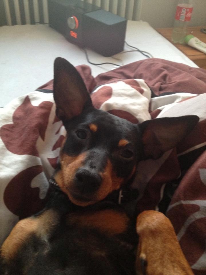 Dvaergpinscher Lady - "Jeg elsker dig moaaar" billede 9