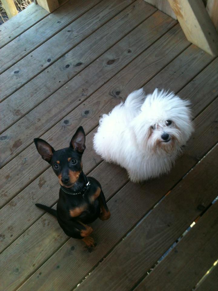 Dvaergpinscher Lady - Her er jeg sammen med min bedste veninde Malou. :-)  billede 10