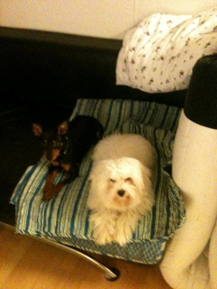 Dvaergpinscher Lady billede 11