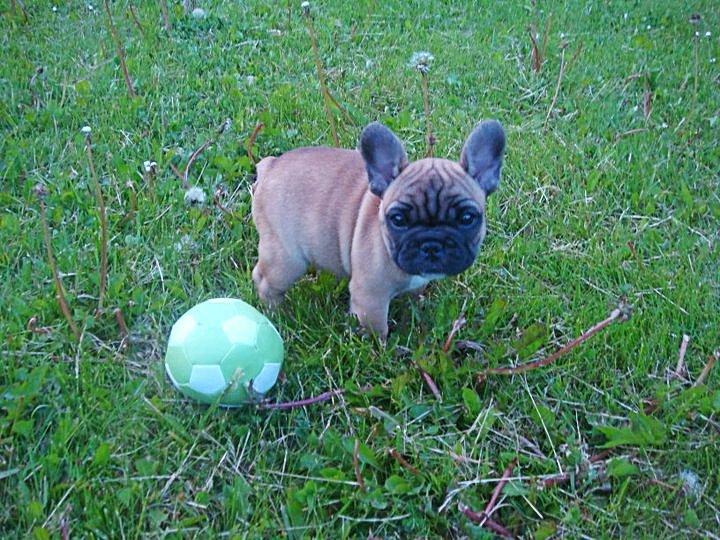 Fransk bulldog Bella - En lille pølse på 9 uger <3 billede 15
