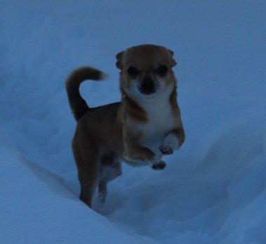 Chihuahua Turbo billede 13