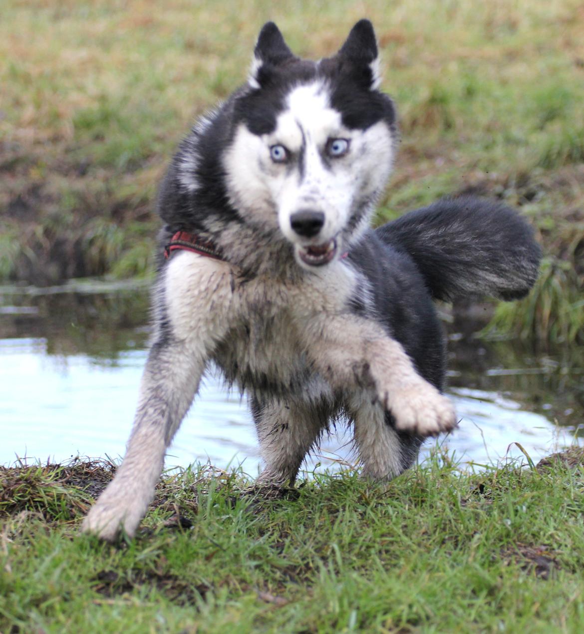 Siberian husky Einstein billede 24