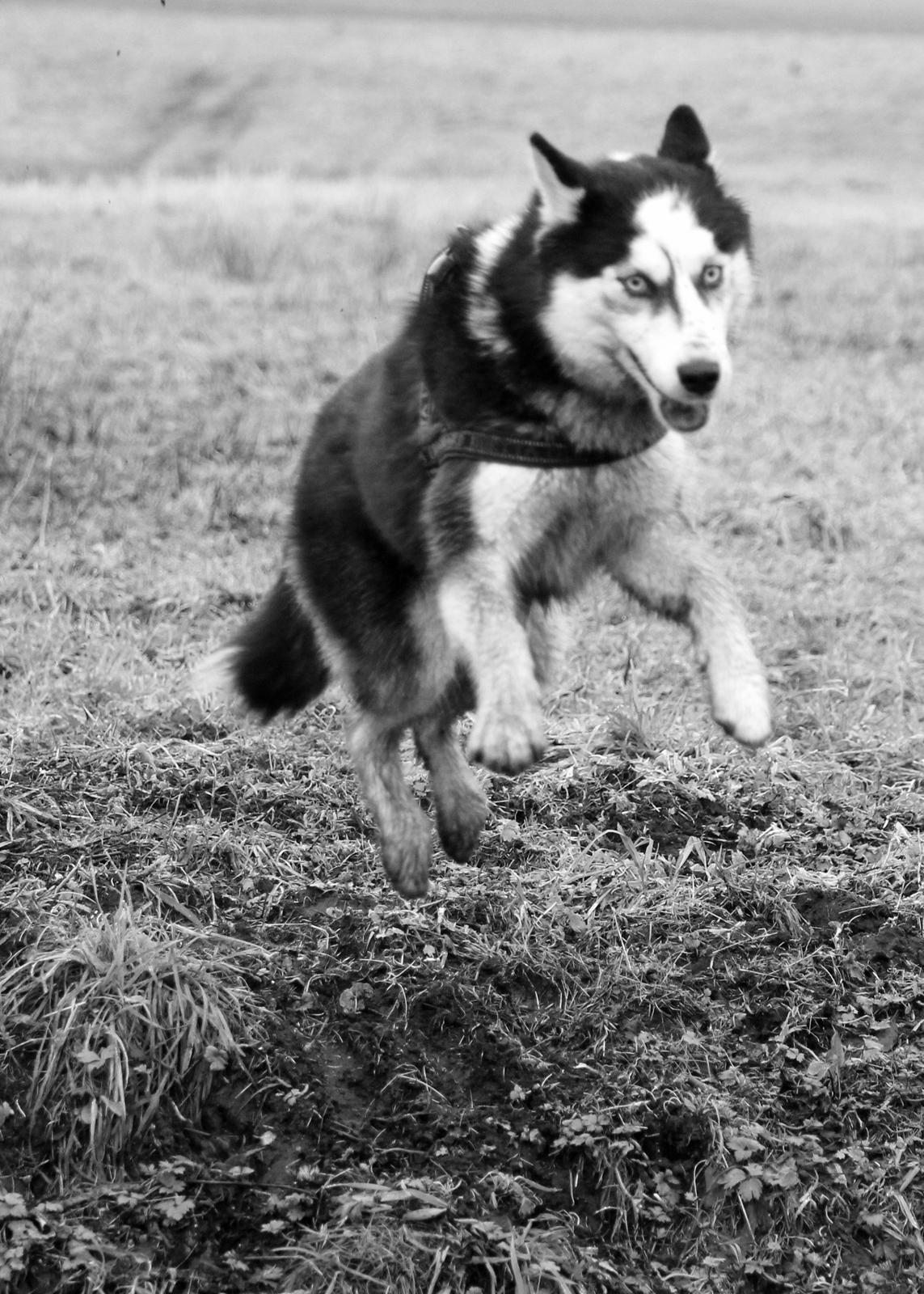 Siberian husky Einstein billede 25