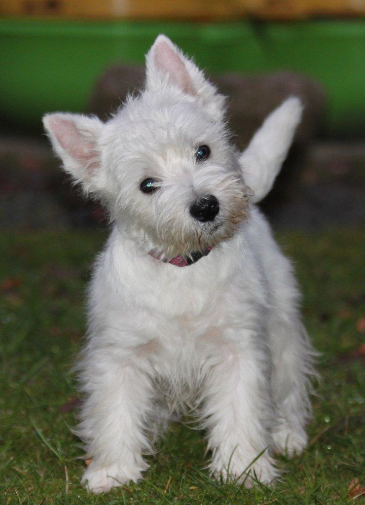 West highland white terrier Wass Ewita - Gry - 5. januar 2013 - 4 måneder og 12 dage gammel.
Og så fin nytrimmet...  billede 3