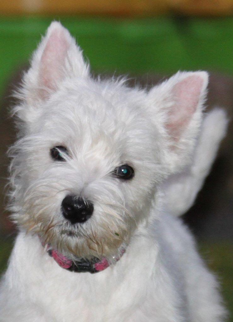 West highland white terrier Wass Ewita - Gry - 5. januar 2013 - Nytrimmet. billede 4