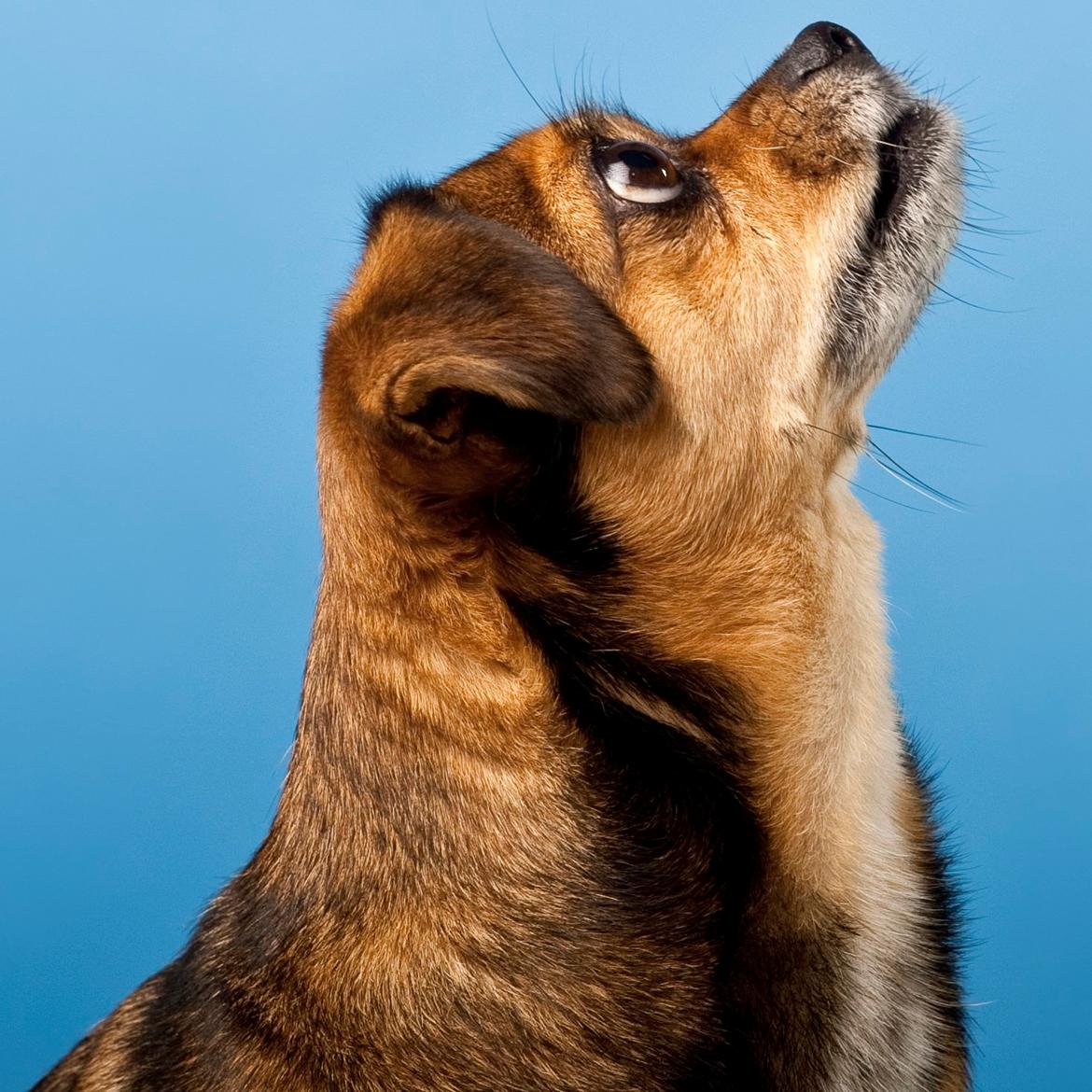 Blanding af racer Lilly - Med øjne så store som thekopper (Foto: Maria Dilling) billede 22