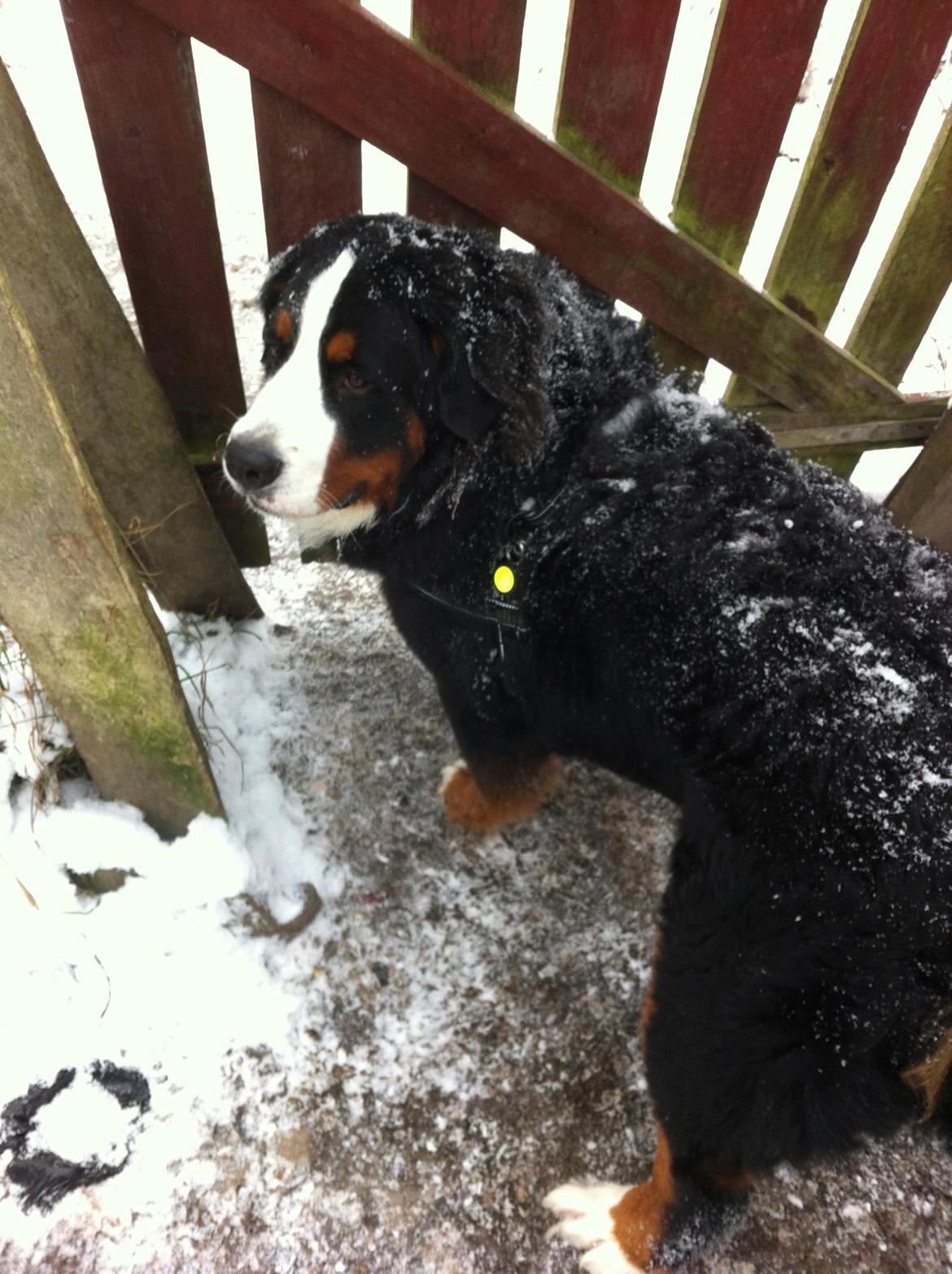 Berner sennenhund Conrad - Flintinges Conrad Cornelius i daglig tale kaldet Conrad billede 1