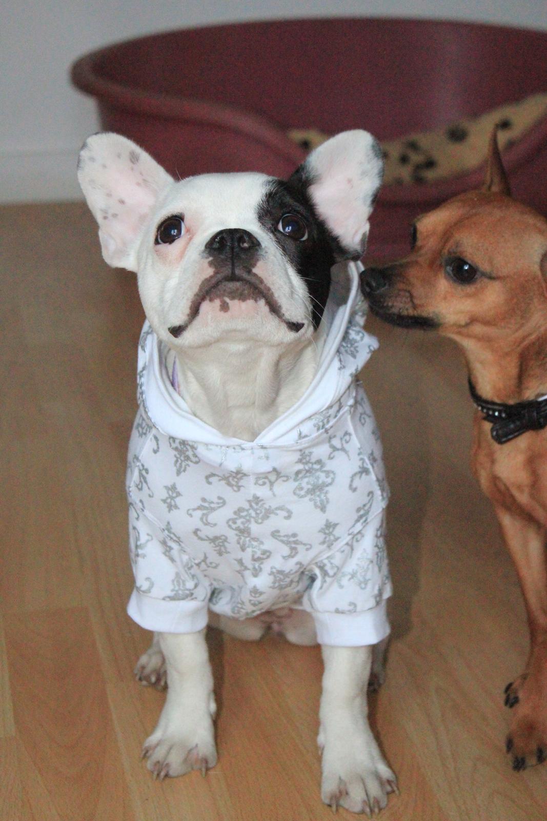 Fransk bulldog Mors prinsesse Lilje billede 12