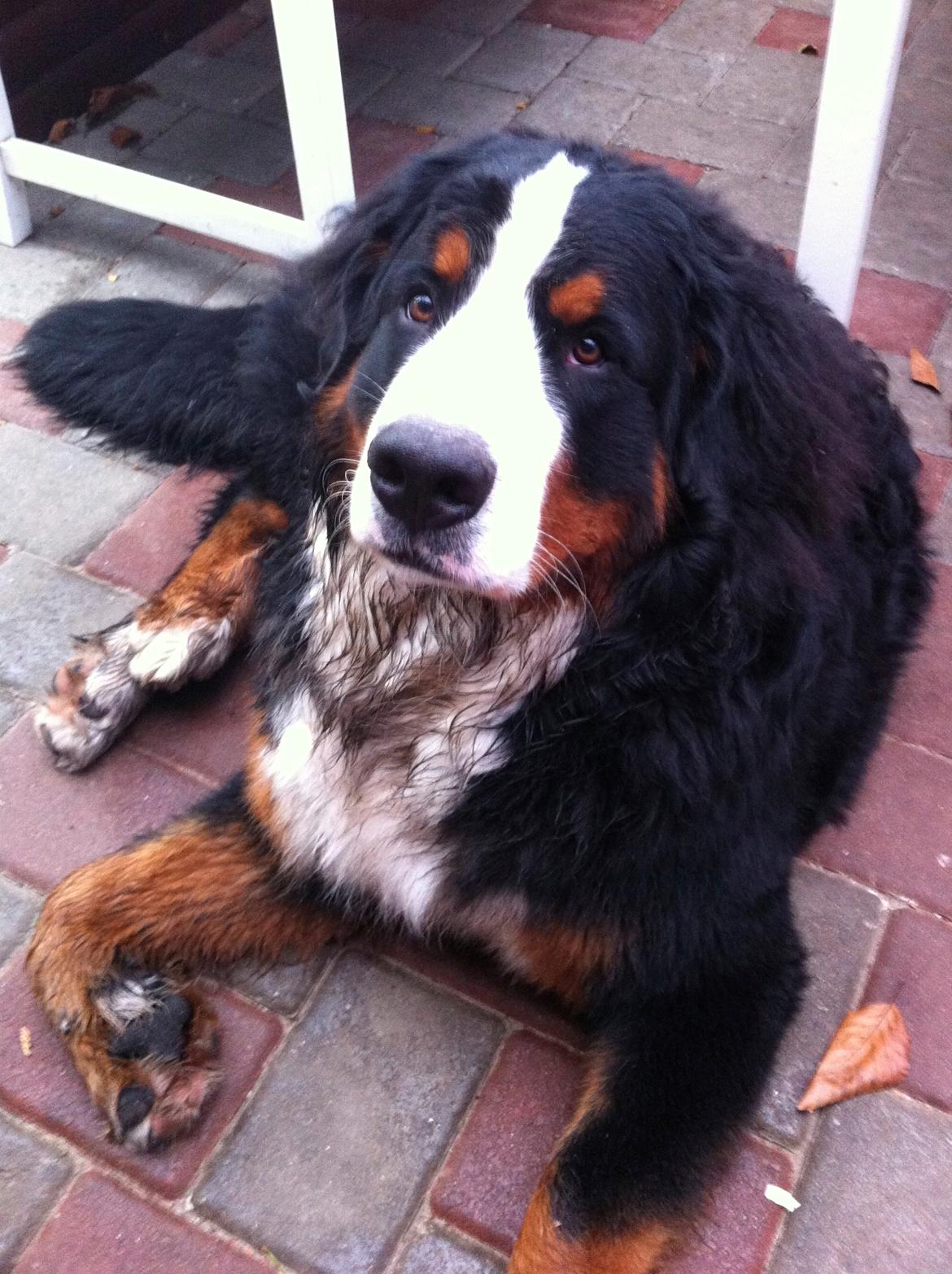 Berner sennenhund Conrad - Conrad billede 2