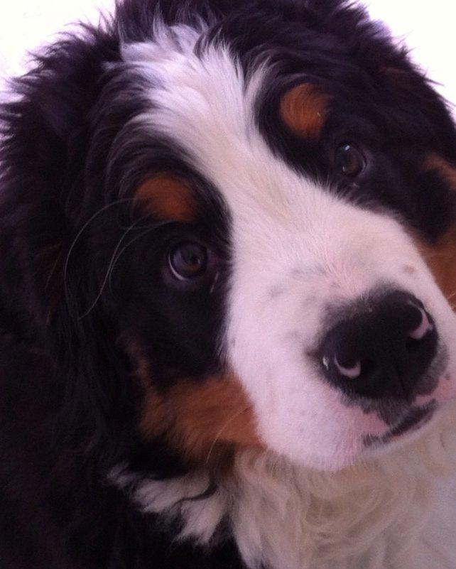 Berner sennenhund Conrad - Conrad 5 måneder billede 3