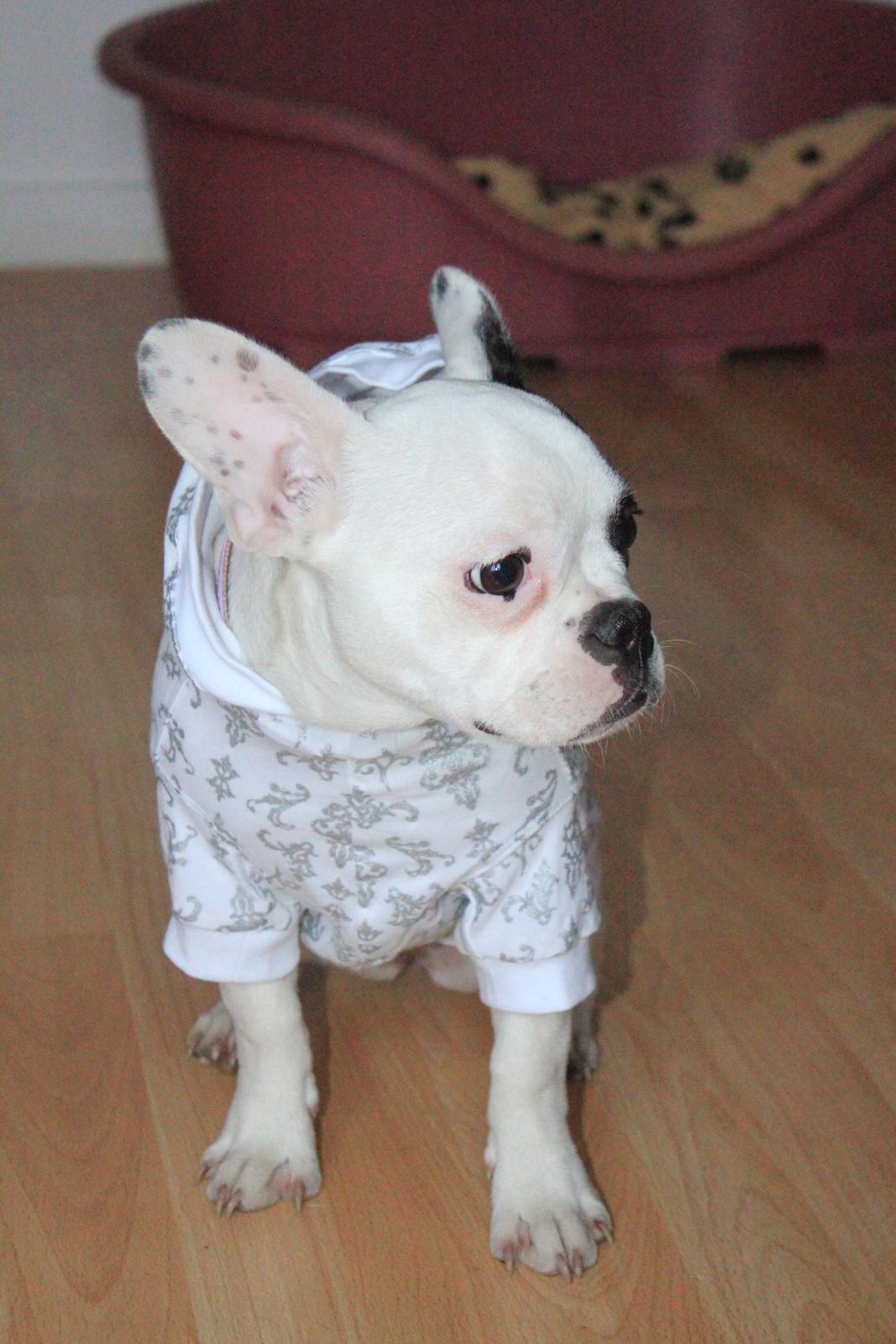 Fransk bulldog Mors prinsesse Lilje billede 14