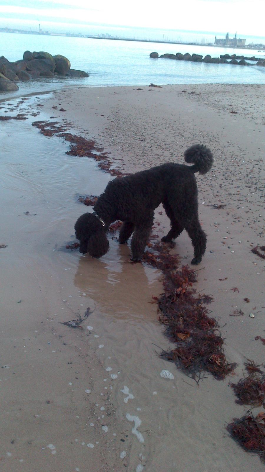 Storpuddel Be-Diva Balder The Kind God:* - FY Balder! :* billede 15