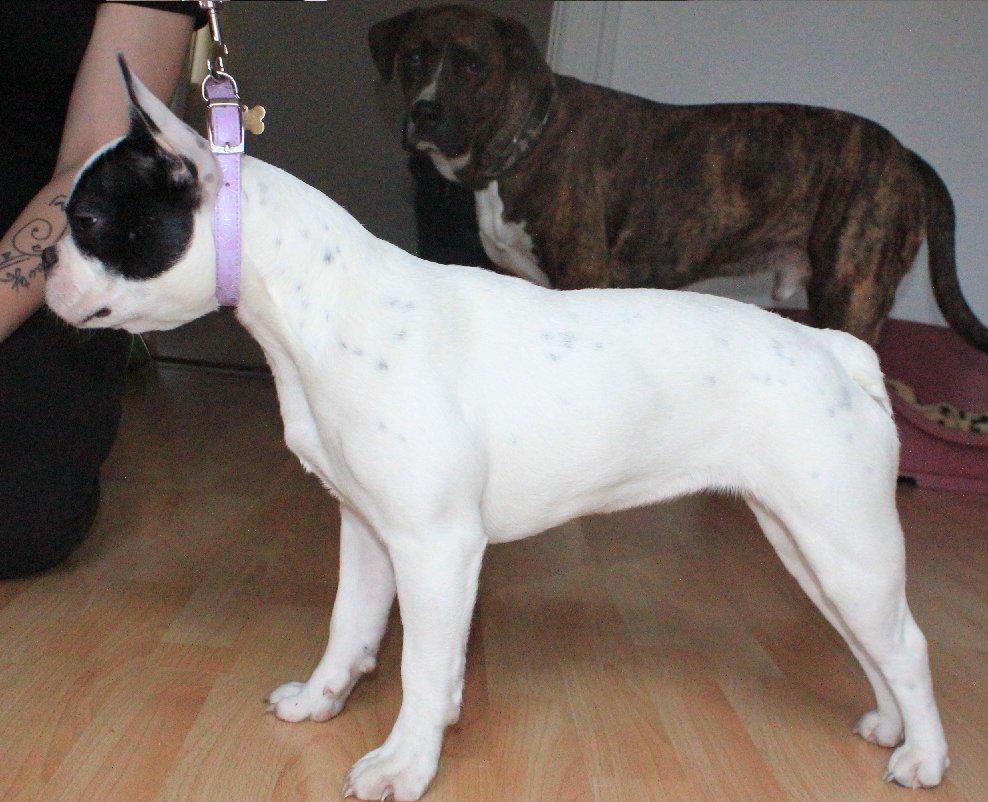 Fransk bulldog Mors prinsesse Lilje billede 11