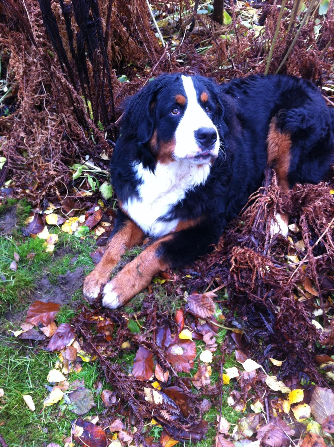 Berner sennenhund Conrad billede 6