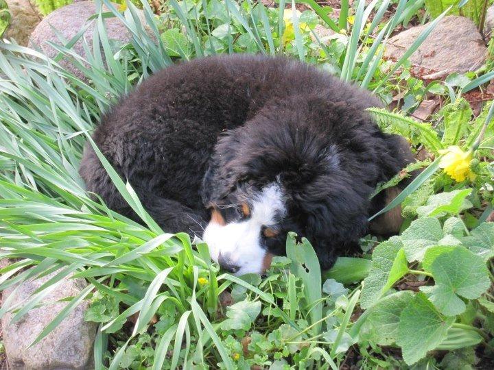 Berner sennenhund Conrad - Conrad 9 uger og lige kommet hjem ;-) billede 7