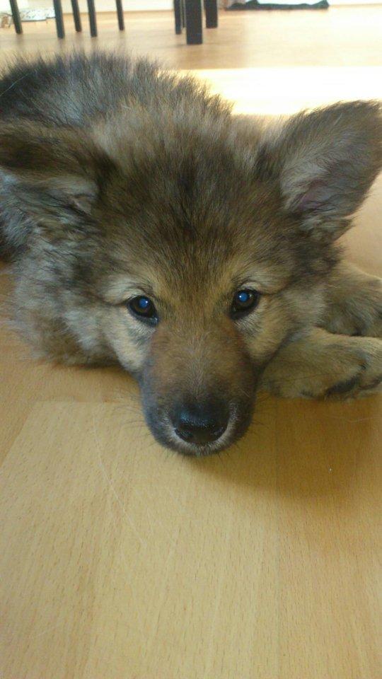 Tjekkoslovakisk ulvehund Roko billede 26