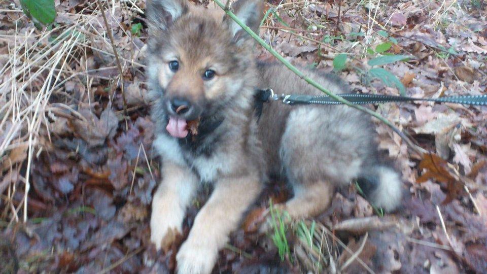 Tjekkoslovakisk ulvehund Roko billede 27
