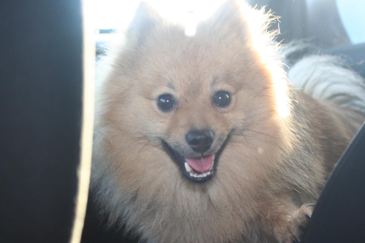 Pomeranian Bailey - Bailey november 2012. 
Hans helt særlige udtryk! billede 20