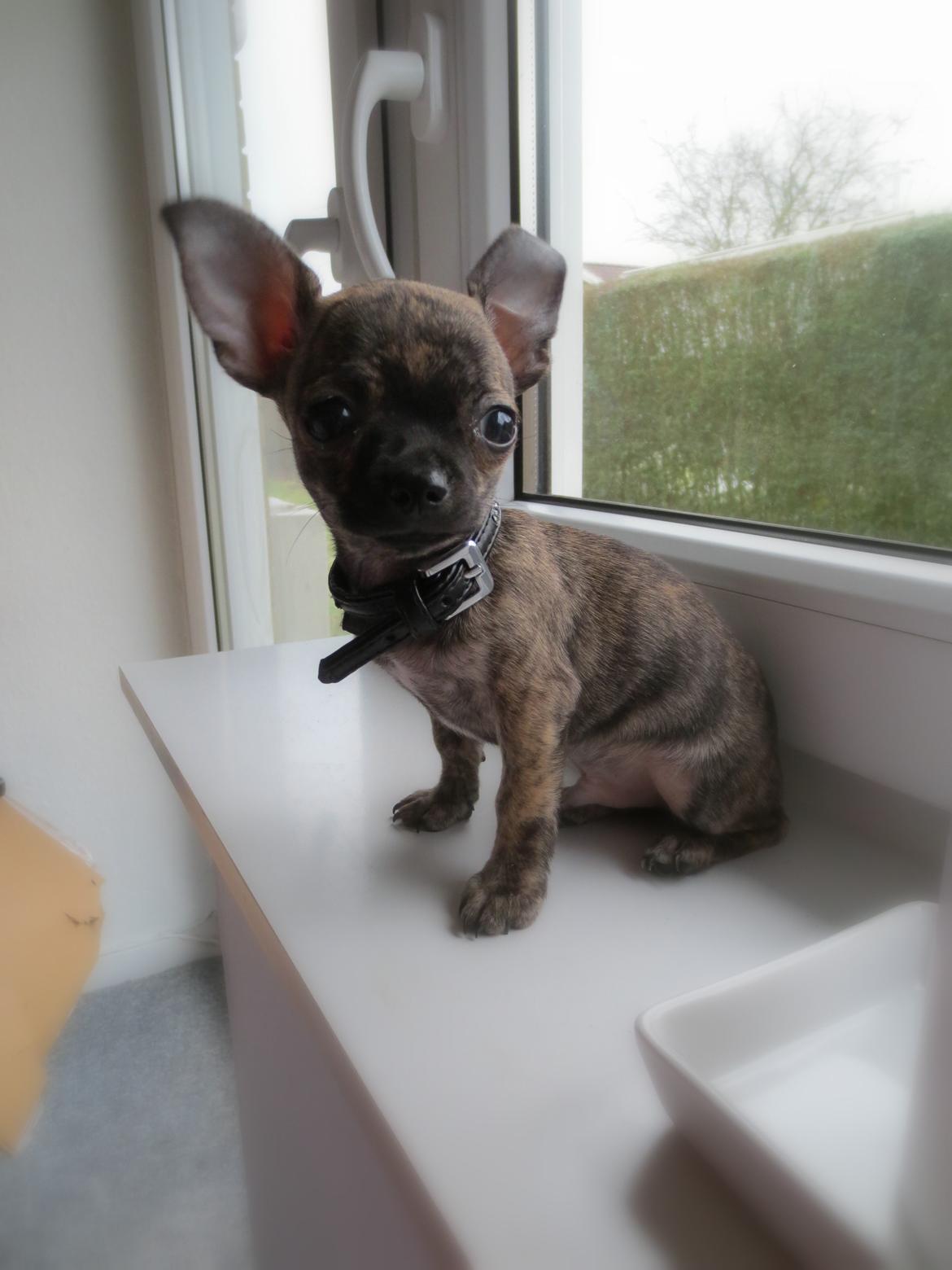 Chihuahua Kenai billede 11