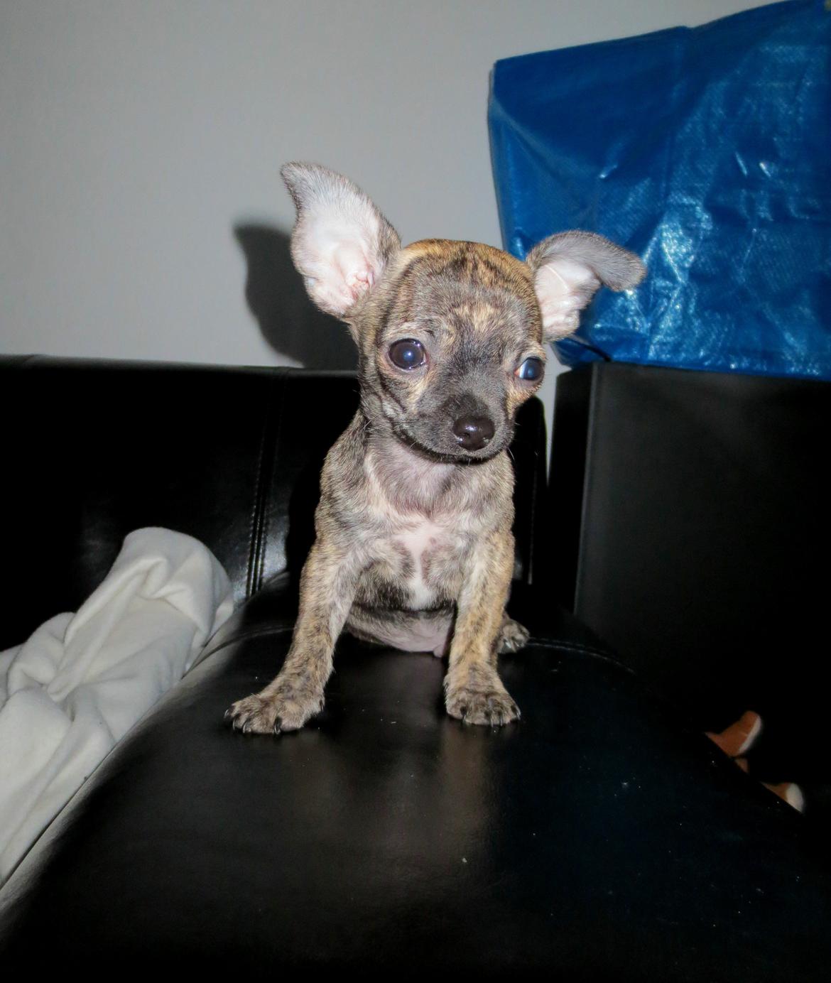 Chihuahua Kenai billede 14