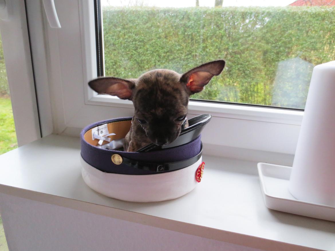 Chihuahua Kenai billede 18