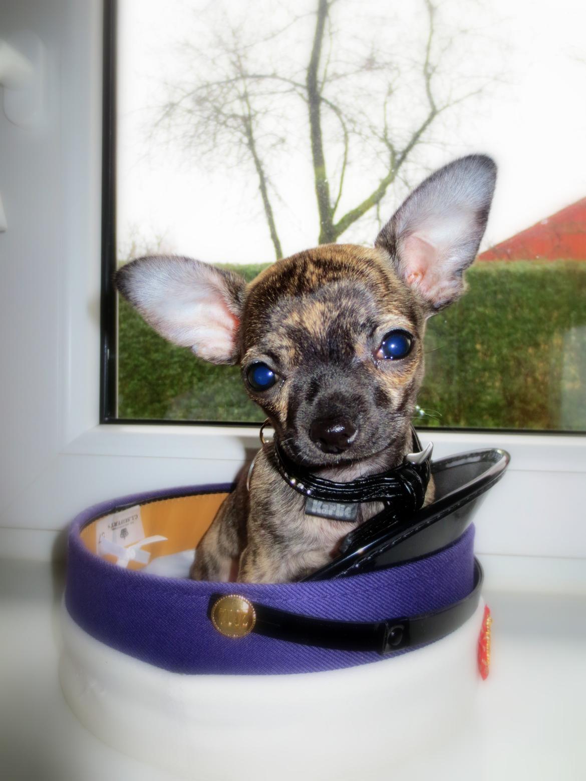 Chihuahua Kenai billede 13