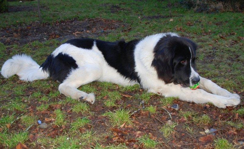 Landseer Luffe - 9 mdr billede 3