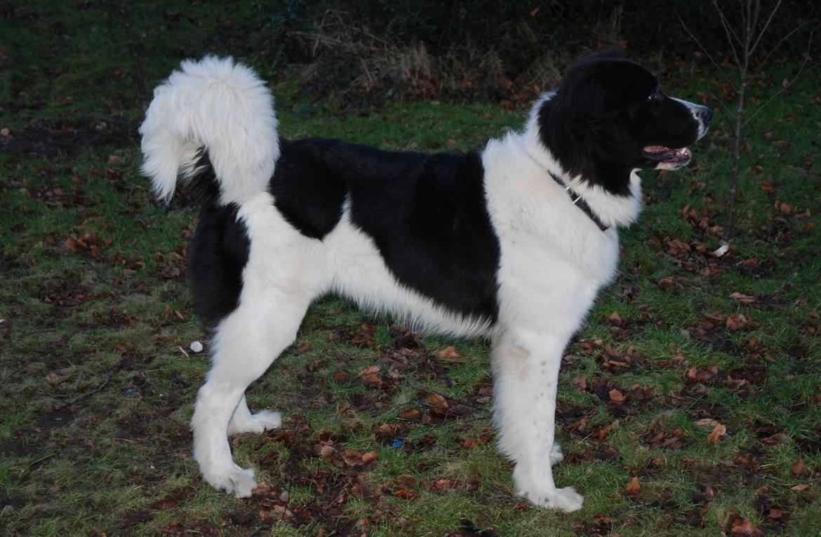 Landseer Luffe - 9 mdr billede 1