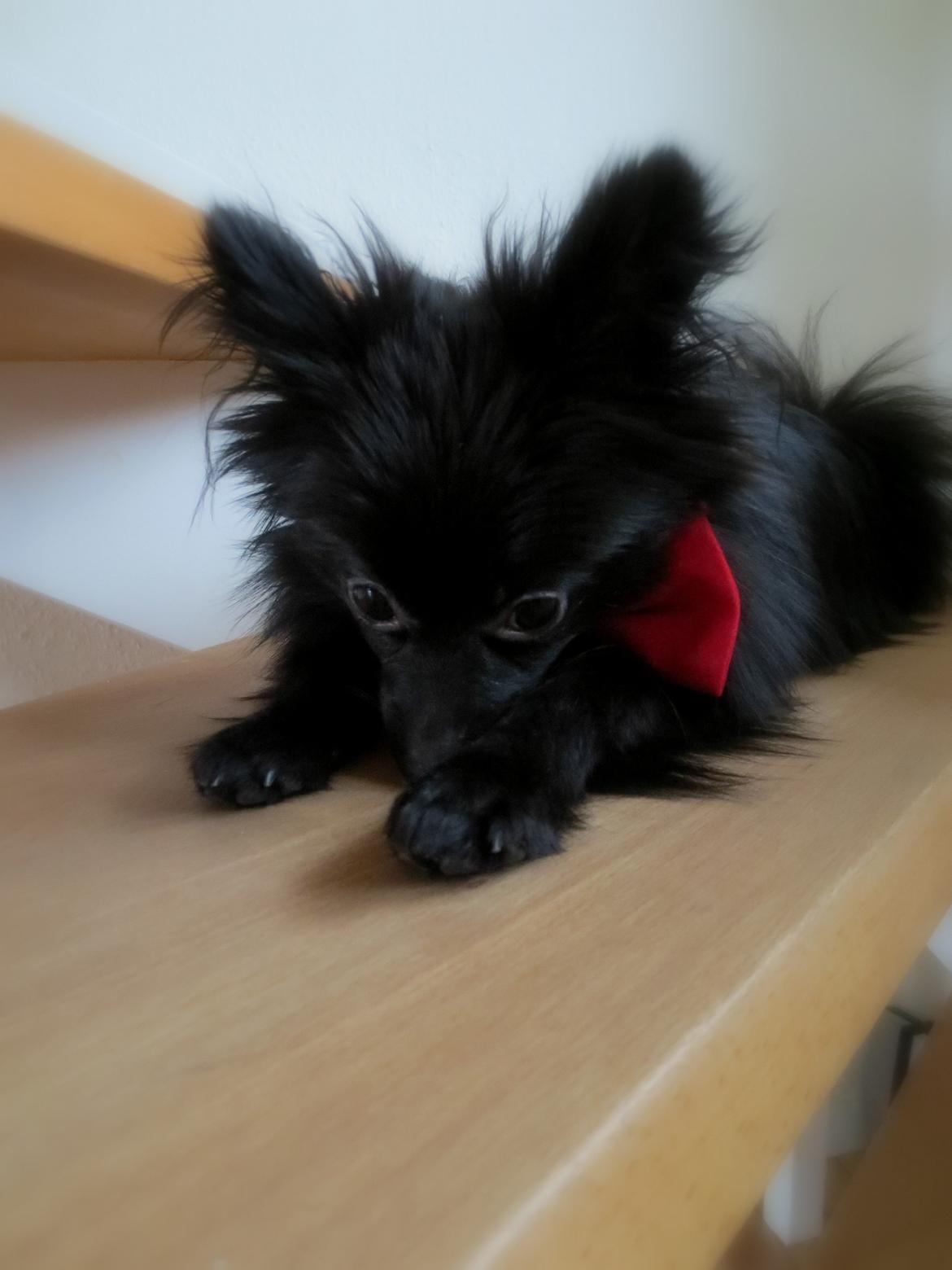 Pomeranian Louis billede 19