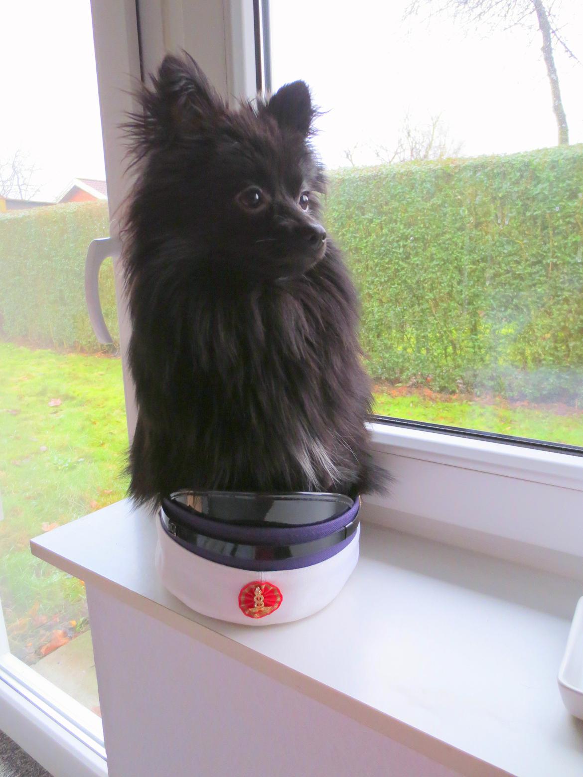 Pomeranian Louis billede 8