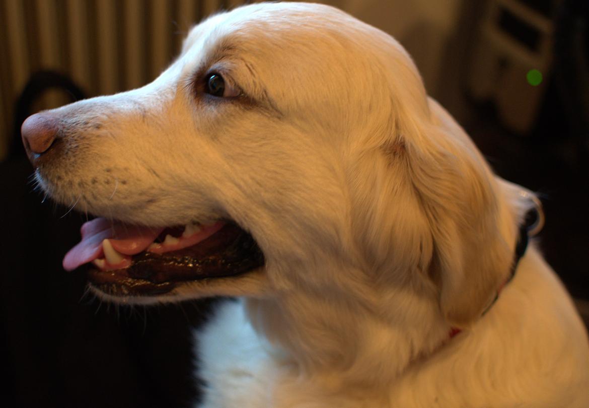 Golden retriever Thea - Ikke det bedste billede, men det viser da hovedformen ok billede 8