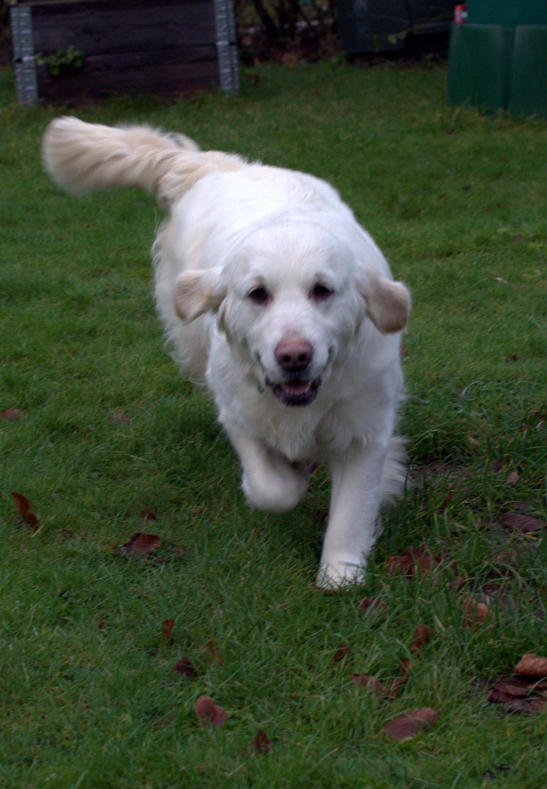 Golden retriever Thea billede 2
