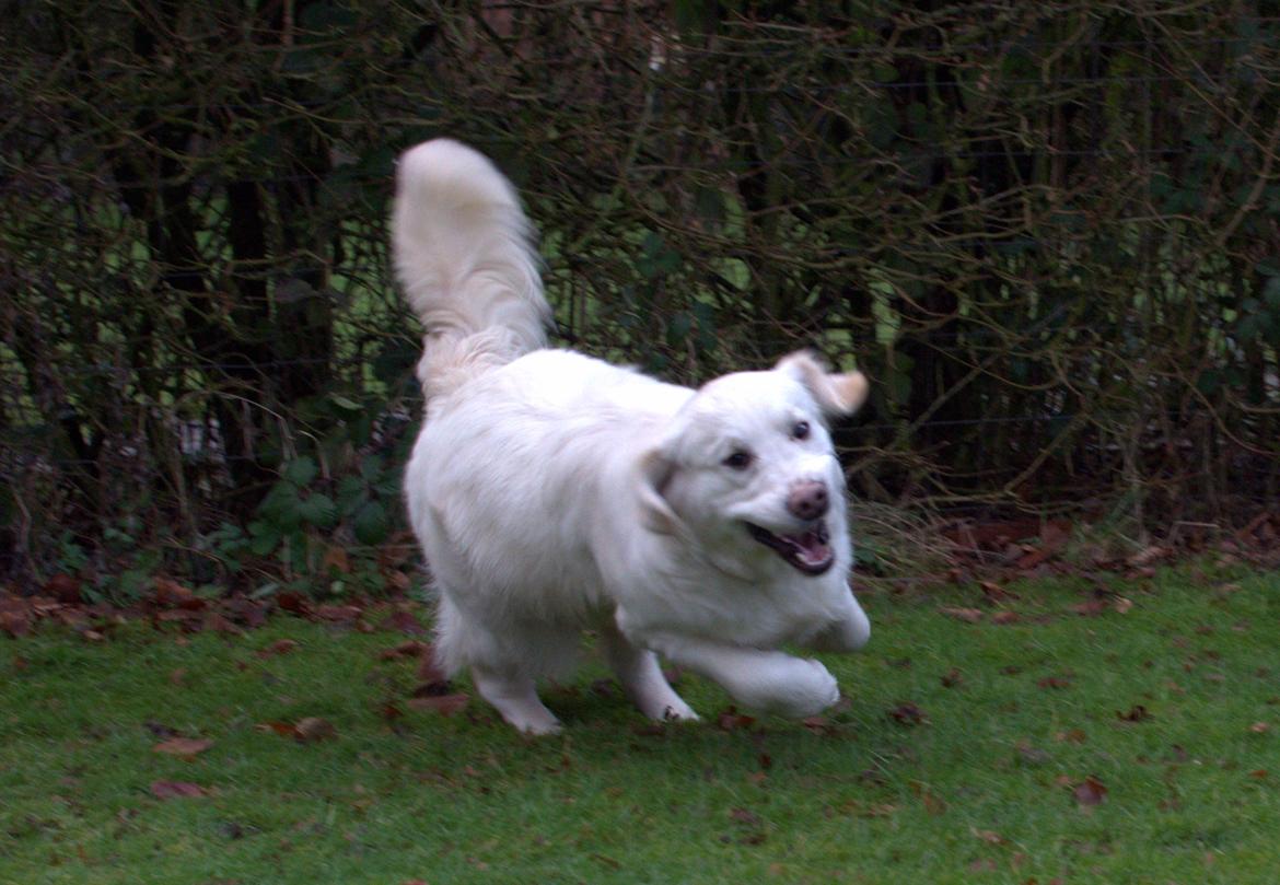 Golden retriever Thea billede 3