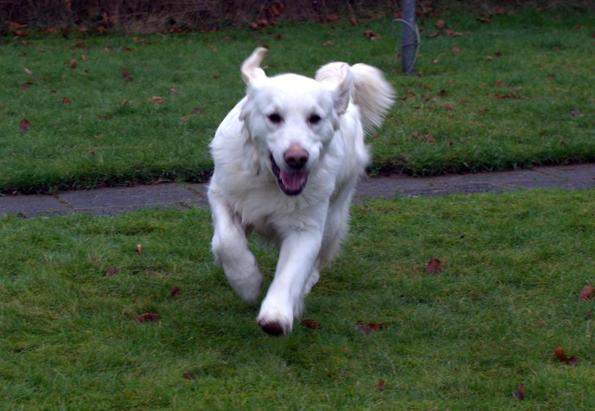 Golden retriever Thea billede 4