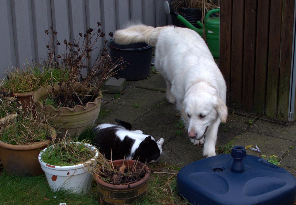 Golden retriever Thea billede 5