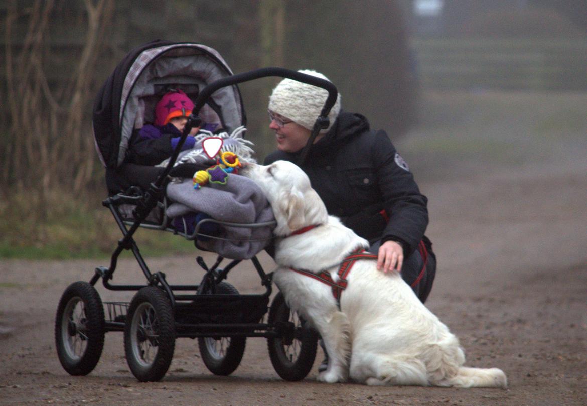 Golden retriever Thea billede 6