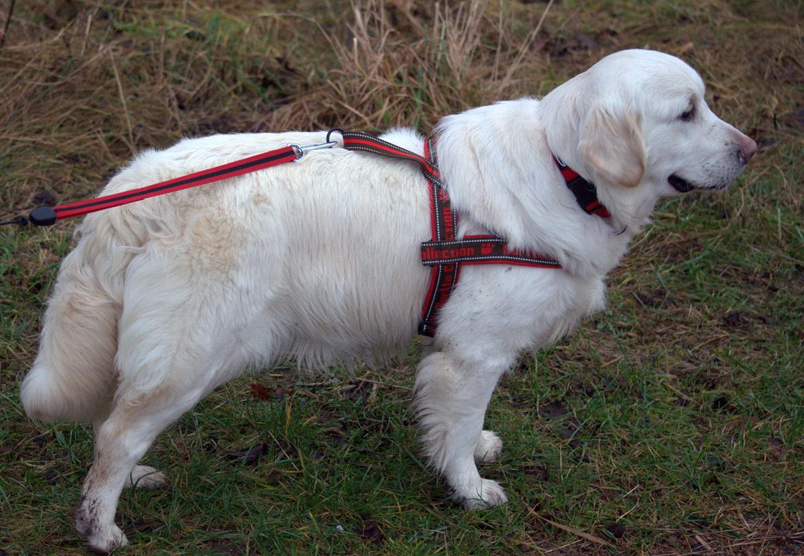 Golden retriever Thea billede 7