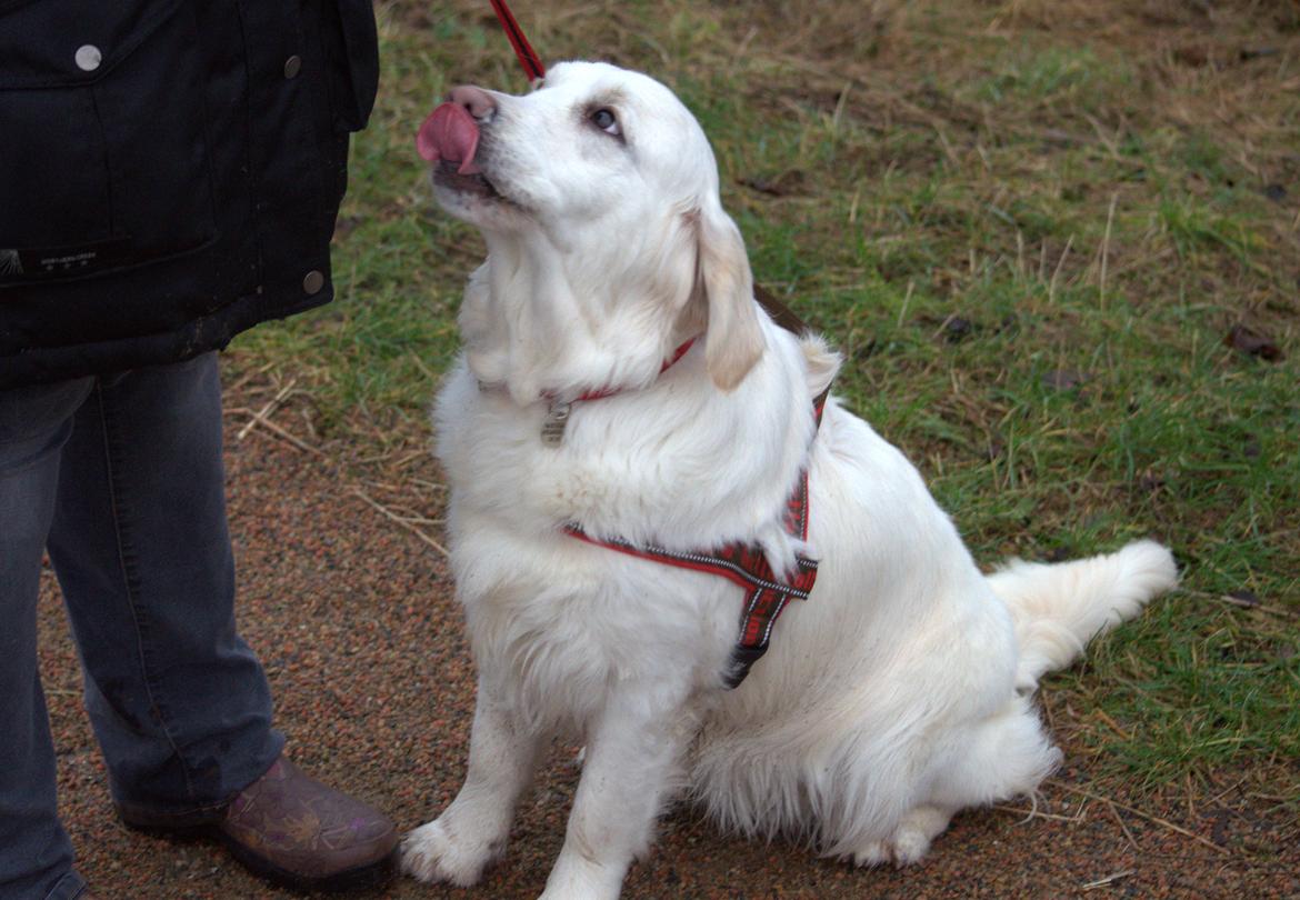 Golden retriever Thea billede 9