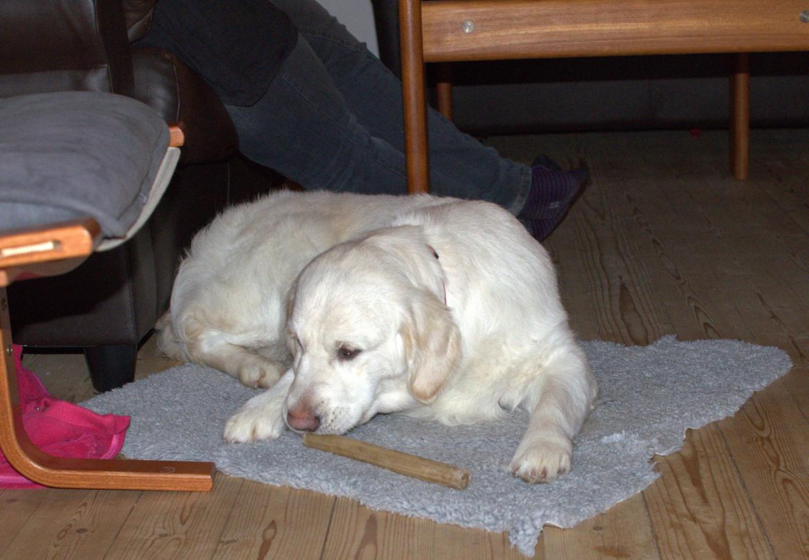 Golden retriever Thea billede 10