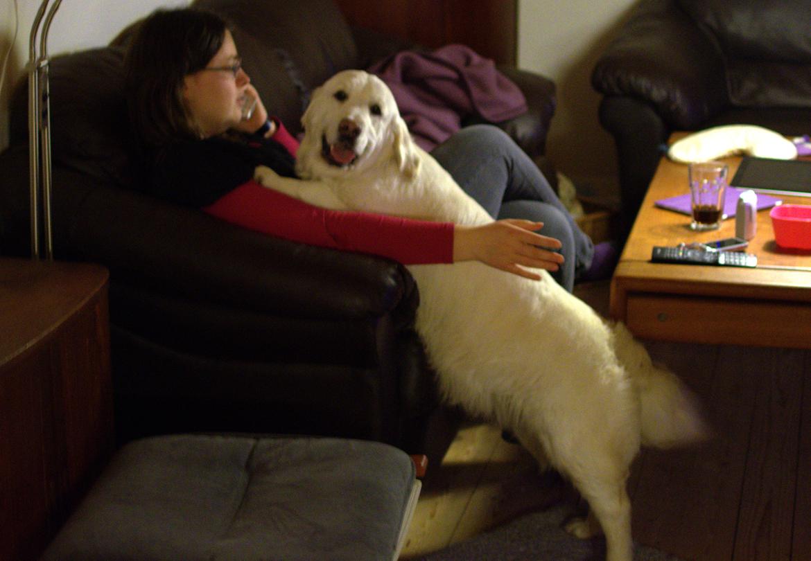Golden retriever Thea billede 11