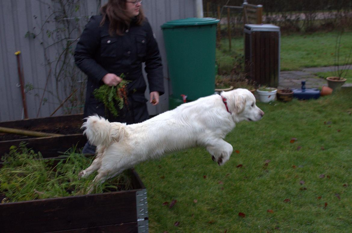 Golden retriever Thea - Billedet blev desværre sløret, men det viser en Thea der efter at havde siddet oppe i plantekassen springer ud for at fange en stump gulerod. billede 12