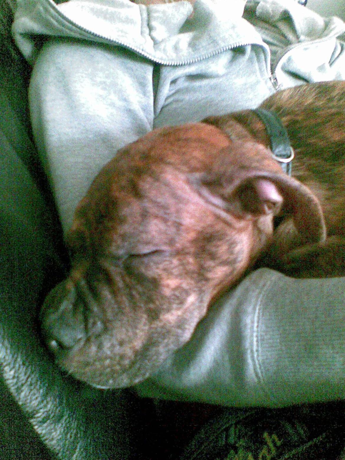 Amerikansk staffordshire terrier Keisha billede 7