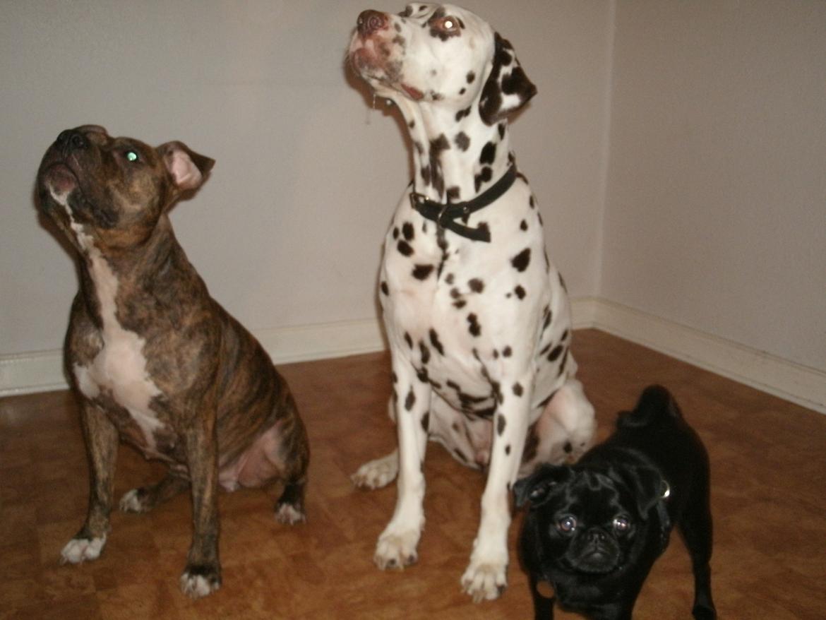 Amerikansk staffordshire terrier Keisha billede 8