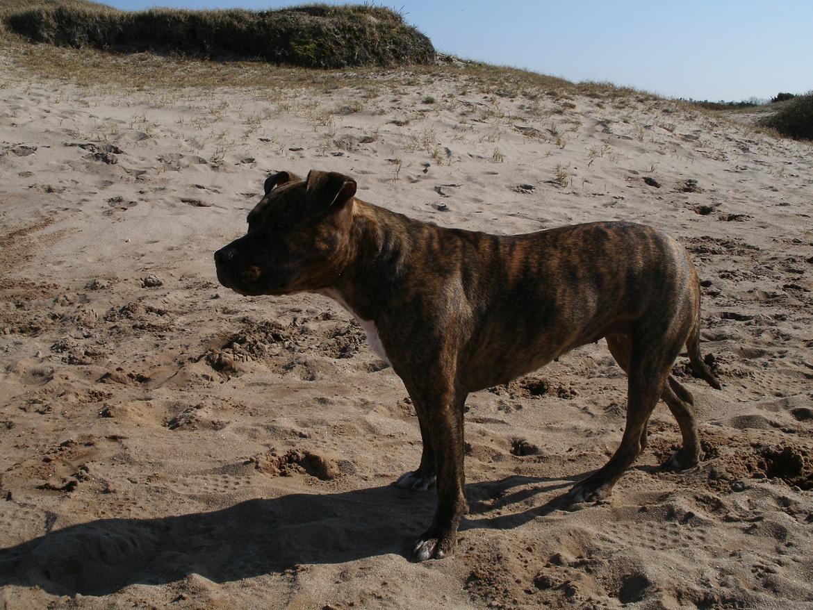 Amerikansk staffordshire terrier Keisha billede 9